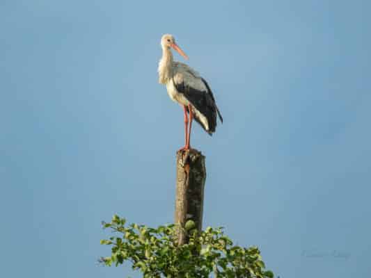 Vögel 0207014